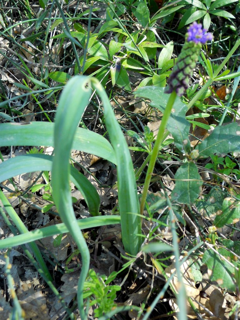 Muscari comosum